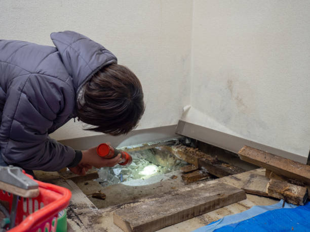 Best Crawl Space Mold Remediation  in Rancho Alegre, TX
